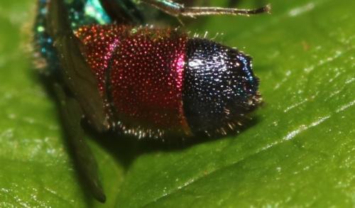 Réf. 344 861 : Chrysis (insperata-rutilans)